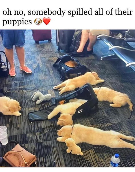 oh no, somebody spilled all of their puppies