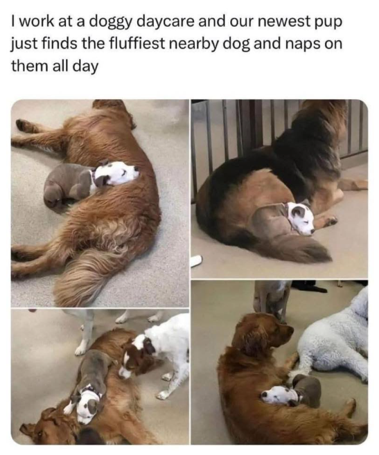 I work at a doggy daycare and our newest pup just finds the fluffiest nearby dog and naps on them all day