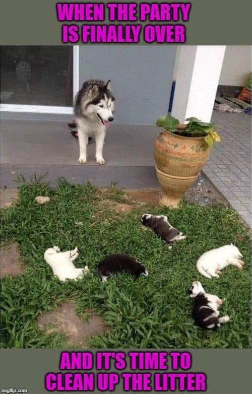 WHEN THE PARTY IS FINALLY OVER imgilip.com AND IT'S TIME TO CLEAN UP THE LITTER