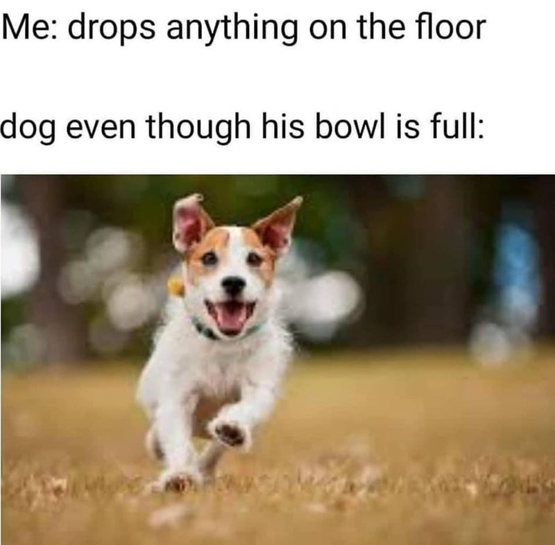Me: drops anything on the floor dog even though his bowl is full: