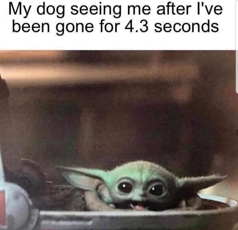 My dog seeing me after I've been gone for 4.3 seconds.