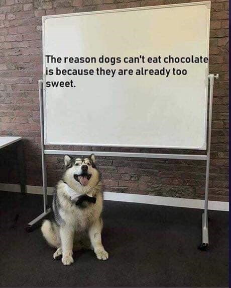 The reason dogs can't eat chocolate is because they are already too sweet.