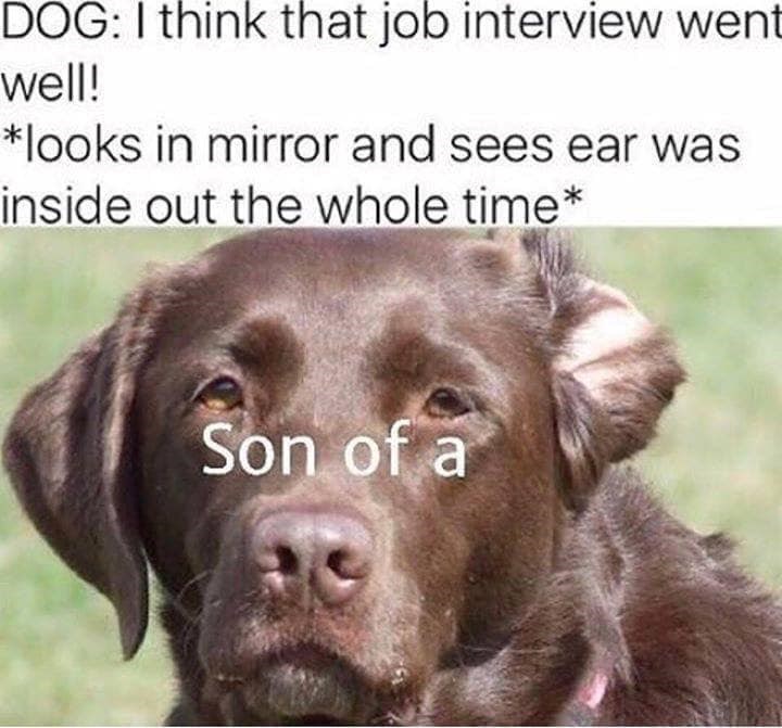 DOG: I think that job interview went well! *looks in mirror and sees ear was inside out the whole time* Son of a