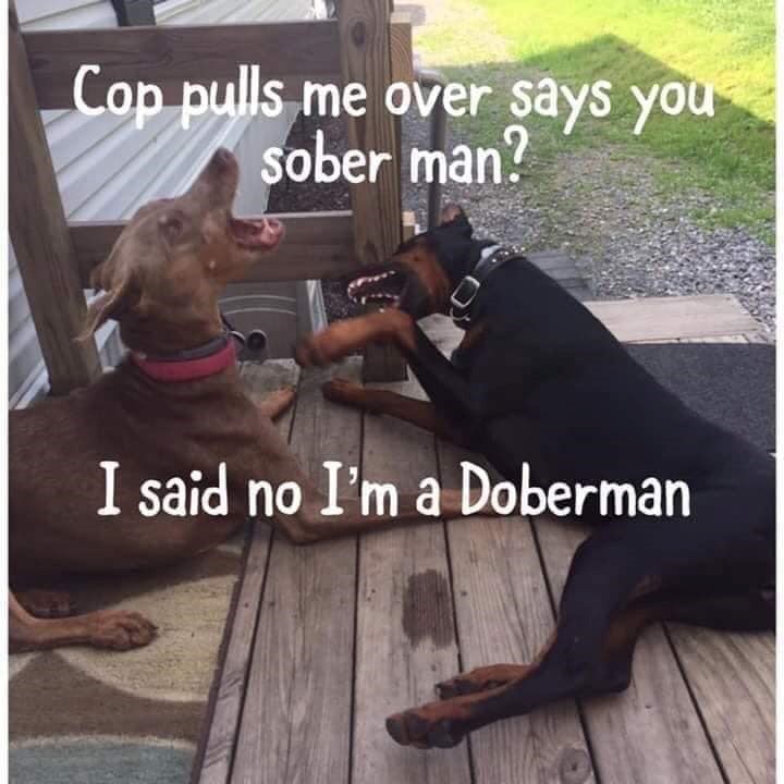 Cop pulls me over says you sober man? I said no I'm a Doberman