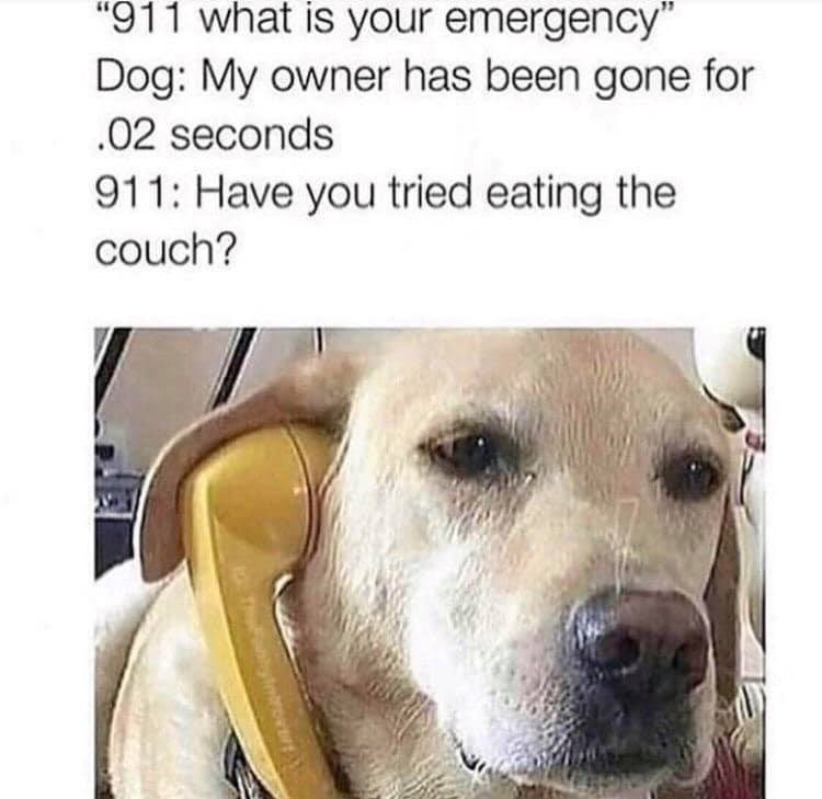 "911 what is your emergency" Dog: My owner has been gone for .02 seconds 911: Have you tried eating the couch?