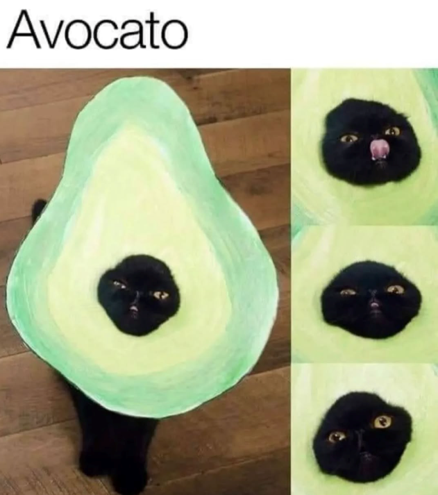 Avocato