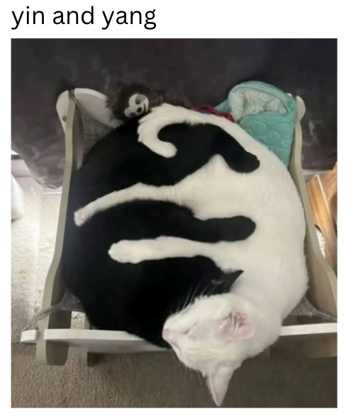 yin and yang C