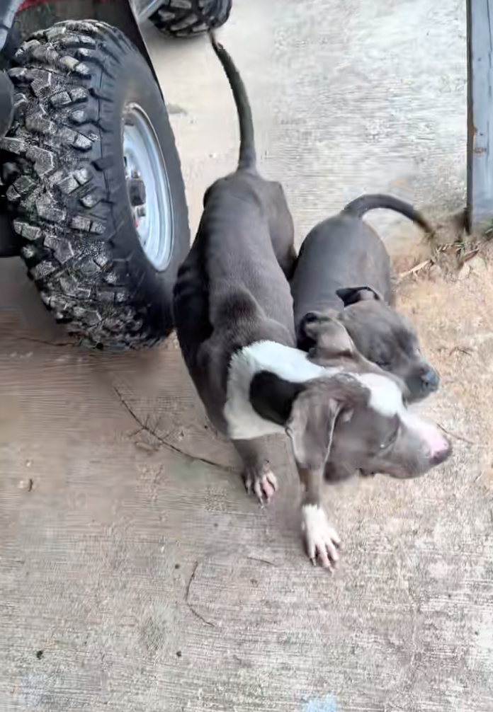 Cheezburger Image 10614503168