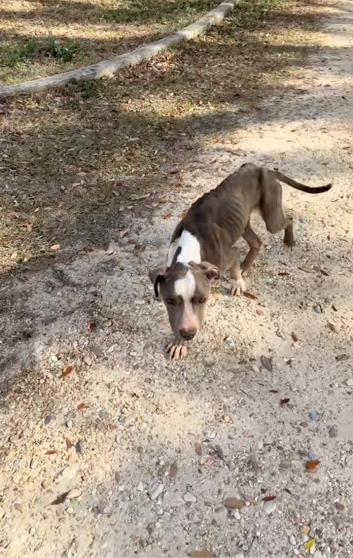 Cheezburger Image 10614504448