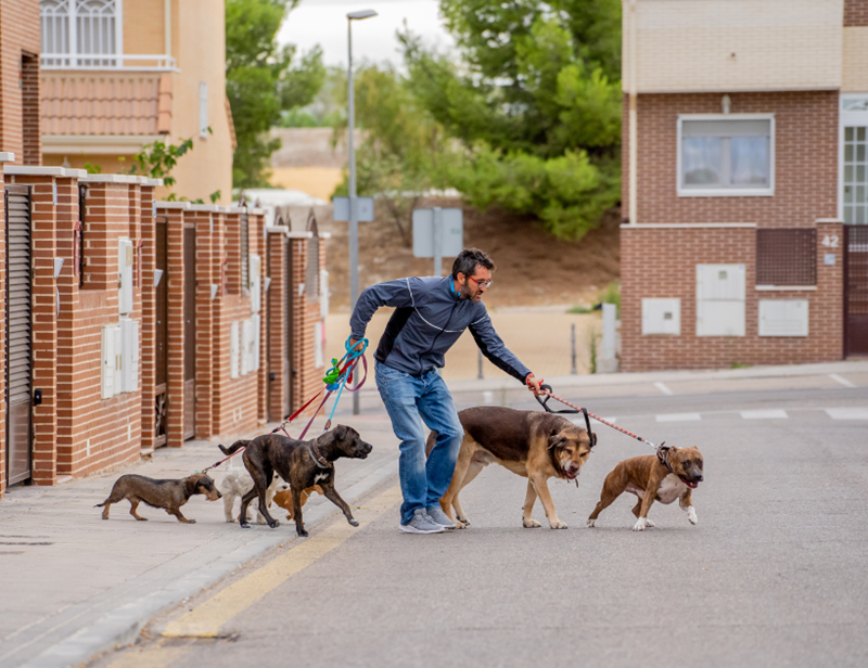 A dog walker is having trouble maintaining control over six dogs while crossing the street.