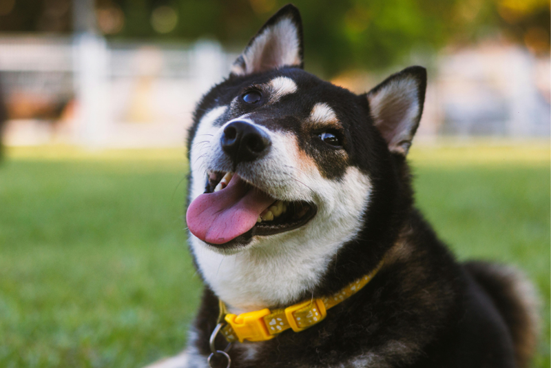 A dog is smiling, tongue out, looking at something out of frame.
