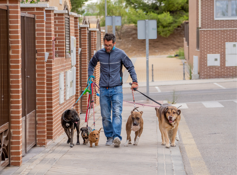 A dog walker with six dogs on a leash is walking in the street.