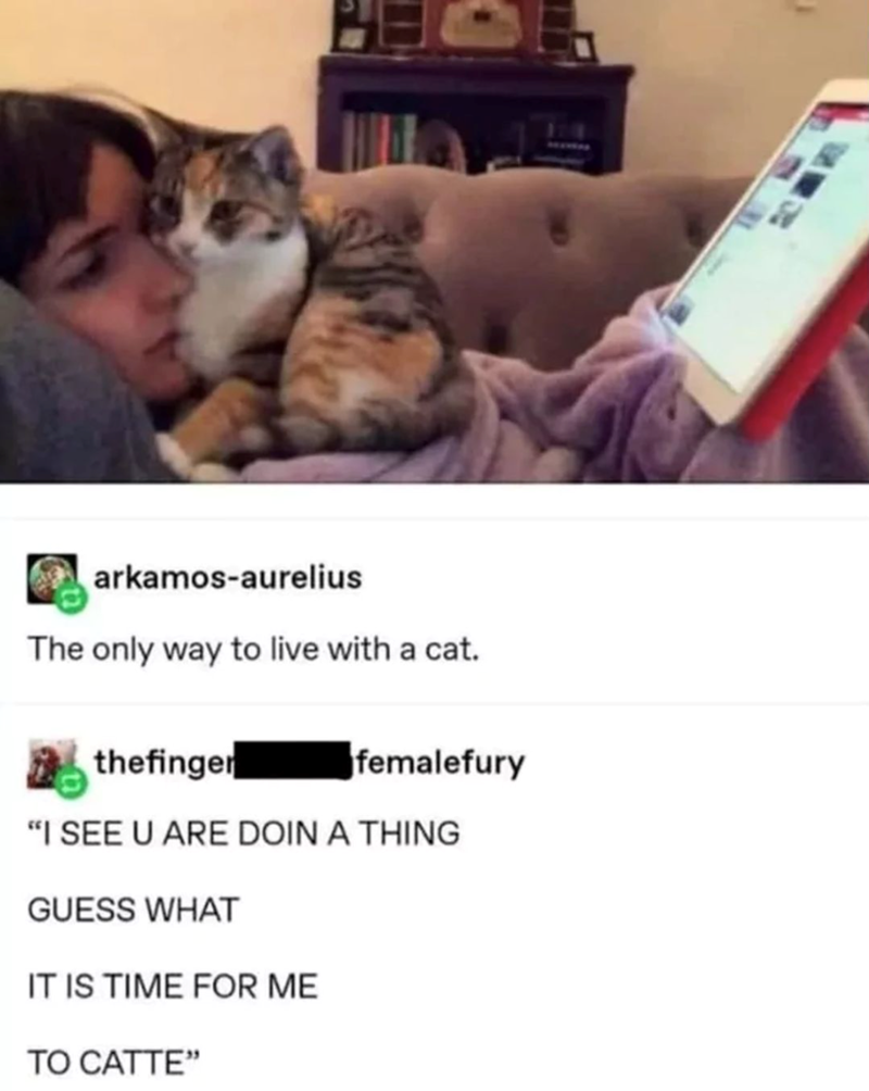 arkamos-aurelius The only way to live with a cat. thefinger femalefury "I SEE U ARE DOIN A THING GUESS WHAT IT IS TIME FOR ME TO CATTE"