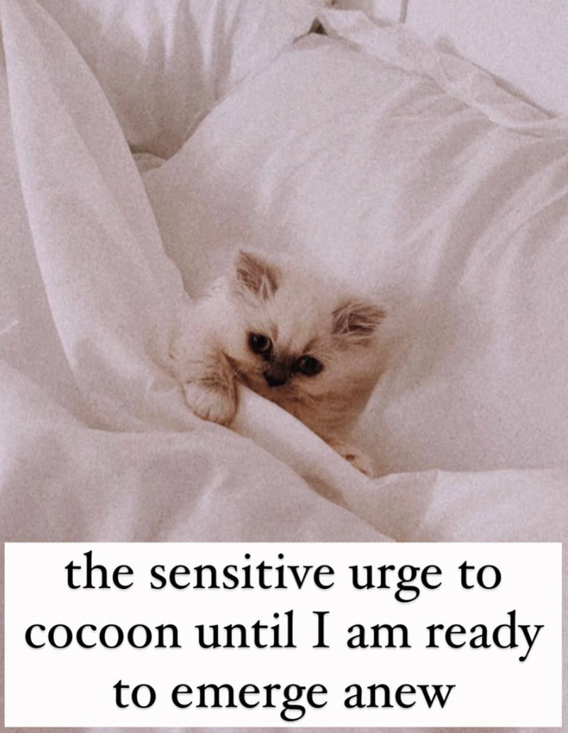 the sensitive urge to cocoon until I am ready to emerge anew