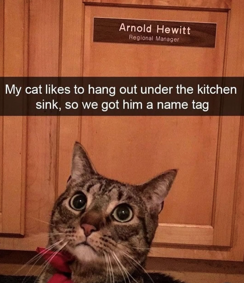 Arnold Hewitt Regional Manager My cat likes to hang out under the kitchen sink, so we got him a name tag