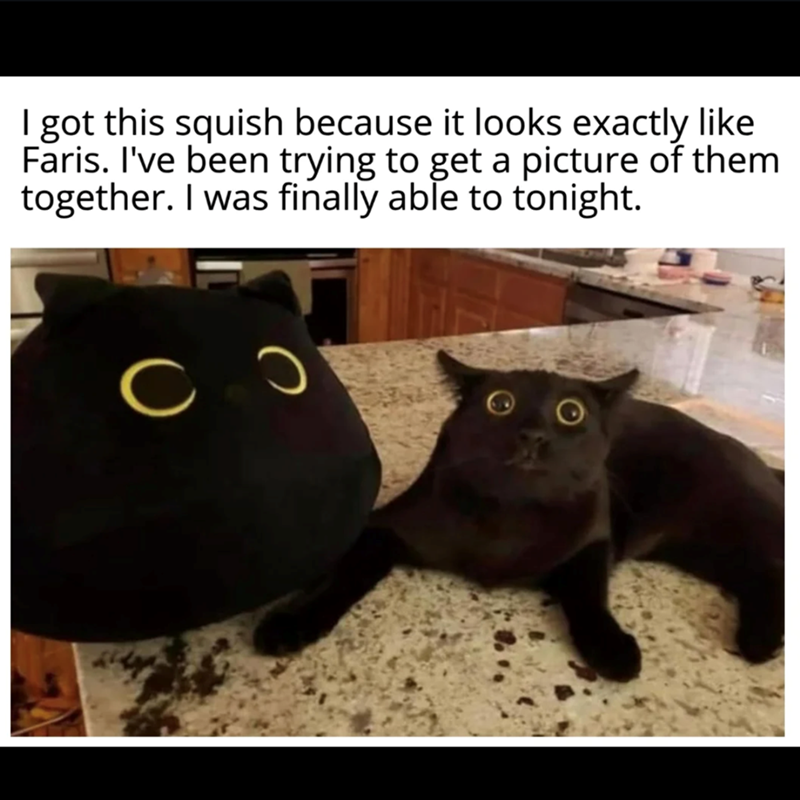 I got this squish because it looks exactly like Faris. I've been trying to get a picture of them together. I was finally able to tonight.