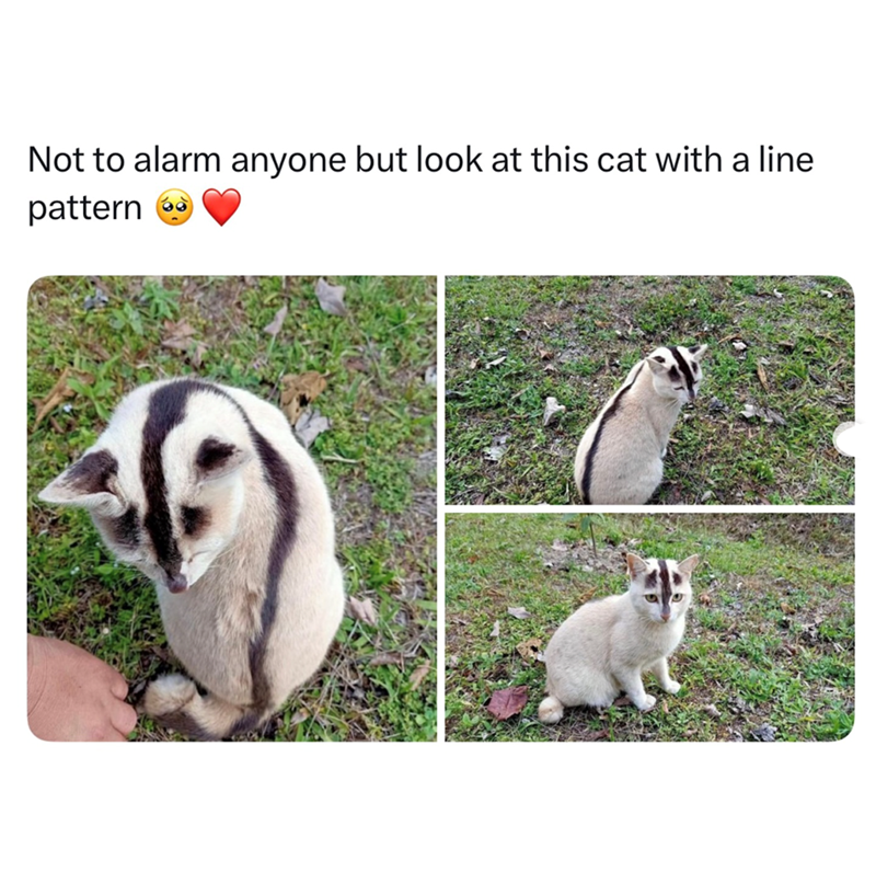Not to alarm anyone but look at this cat with a line pattern 4