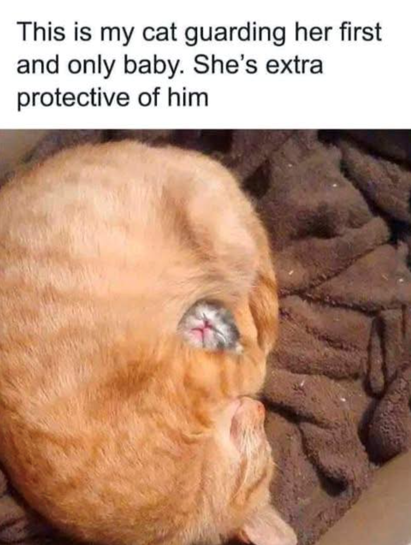 This is my cat guarding her first and only baby. She's extral protective of him