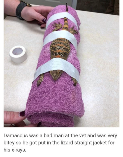 Damascus was a bad man at the vet and was very bitey so he got put in the lizard straight jacket for his x-rays.