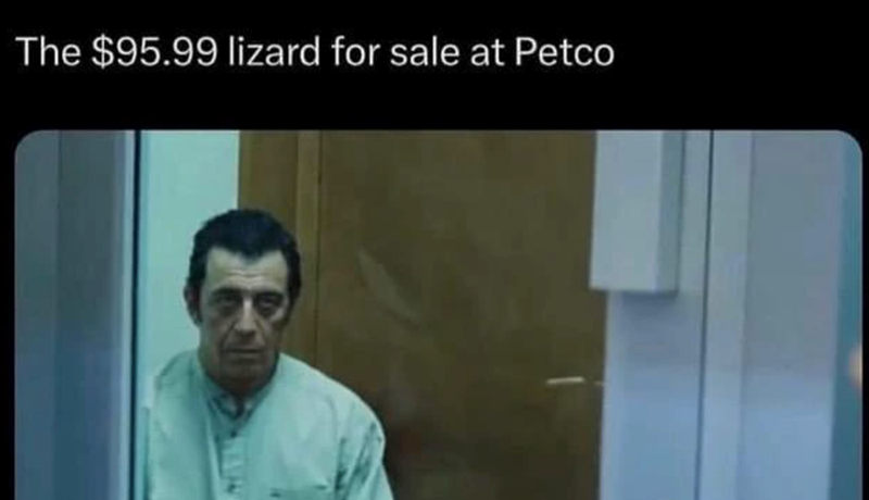 The $95.99 lizard for sale at Petco