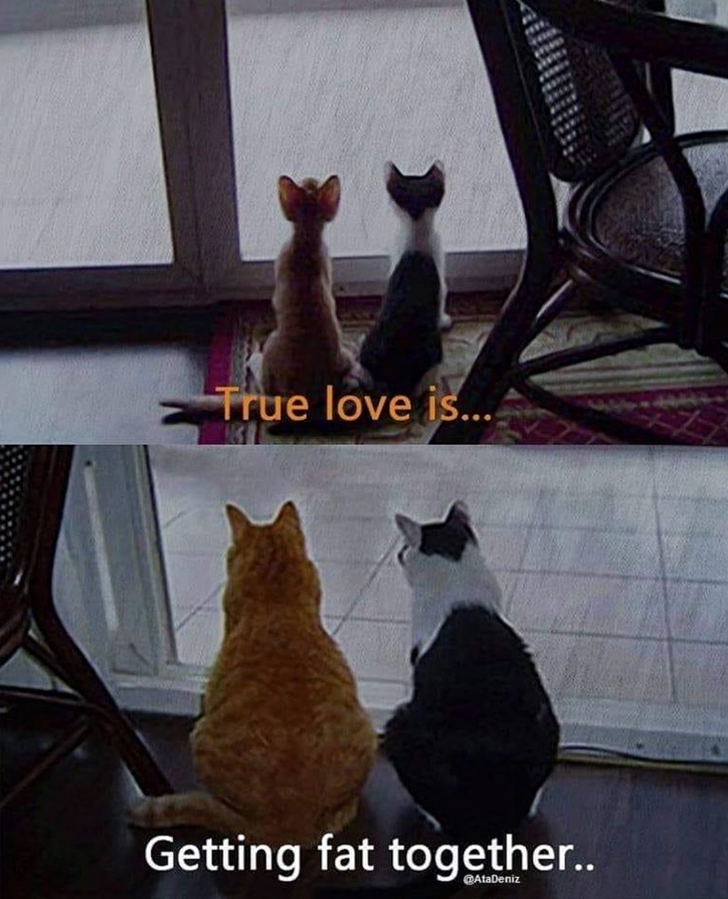 True love is... Getting fat together.. @AtaDeniz
