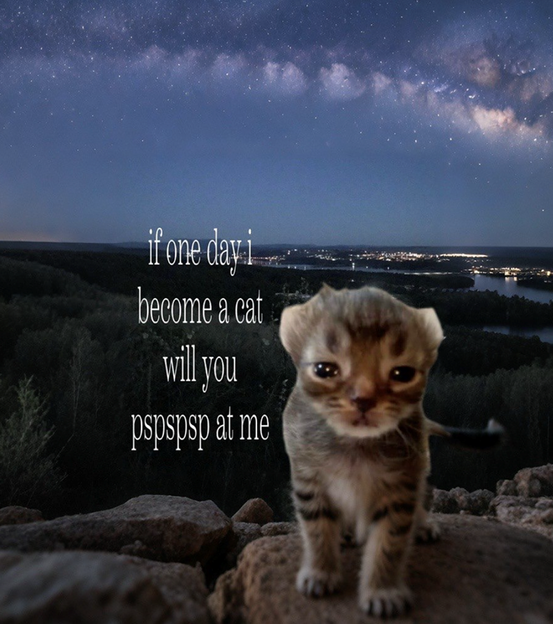if one day i become a cat will you pspspsp at me
