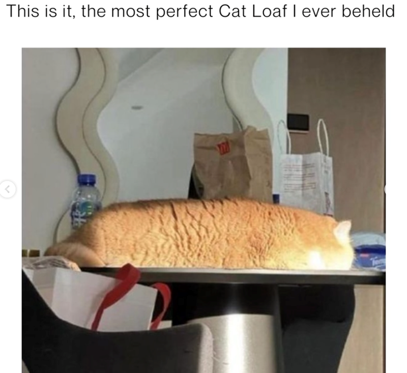 This is it, the most perfect Cat Loaf I ever beheld