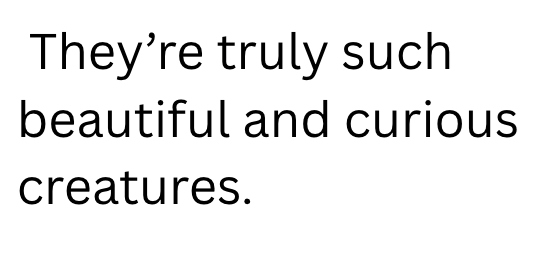 They're truly such beautiful and curious creatures.