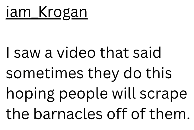 iam_Krogan I saw a video that said sometimes they do this hoping people will scrape the barnacles off of them.