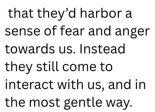 that they'd harbor a sense of fear and anger towards us. Instead they still come to interact with us, and in the most gentle way.