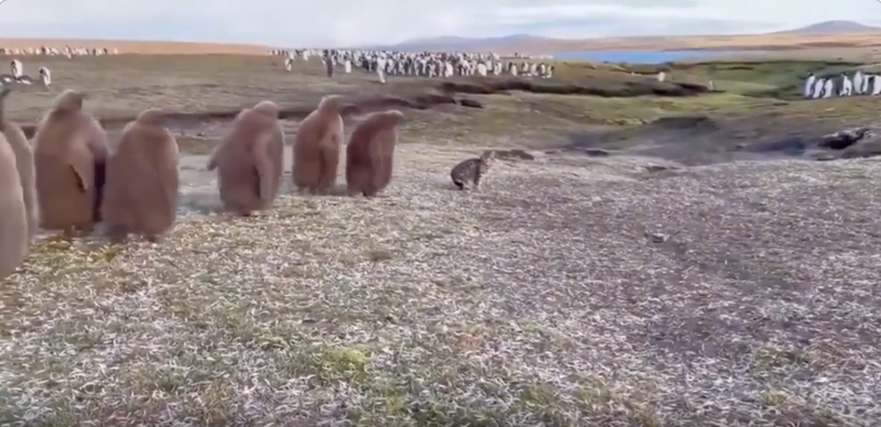 Cheezburger Image 10614575616