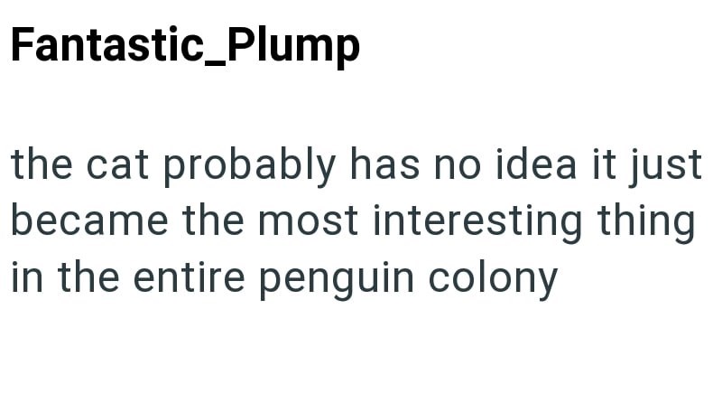 Fantastic_Plump the cat probably has no idea it just became the most interesting thing in the entire penguin colony