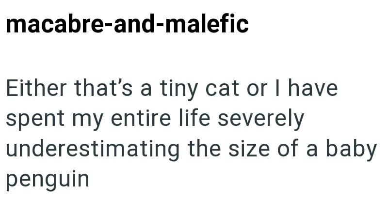 macabre-and-malefic Either that's a tiny cat or I have spent my entire life severely underestimating the size of a baby penguin