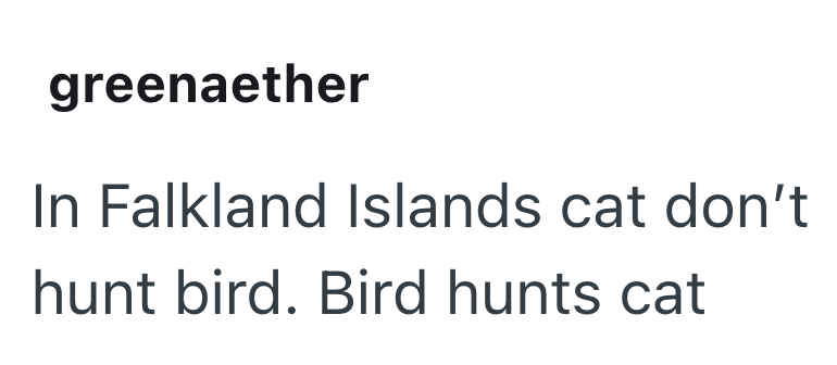greenaether In Falkland Islands cat don't hunt bird. Bird hunts cat