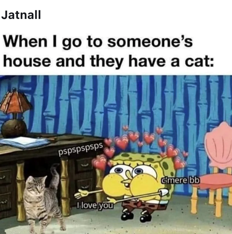 Jatnall When I go to someone's house and they have a cat: pspspspsps I love you Gmere bb יון