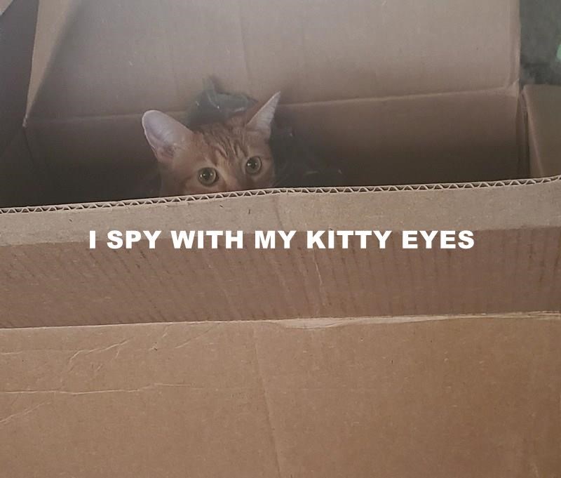 Cheezburger Image 10614581760