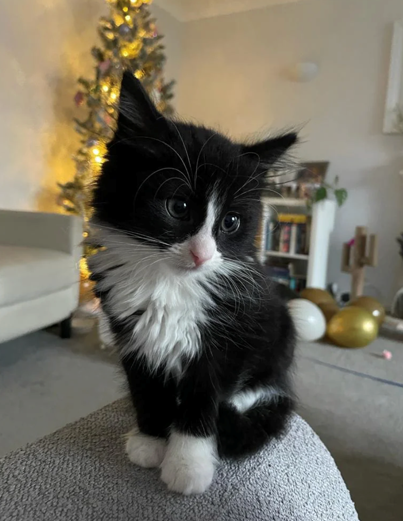 Cheezburger Image 10614588928