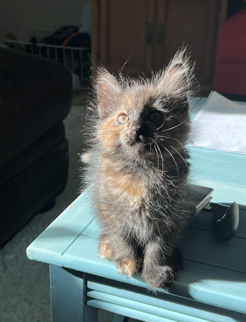 Cheezburger Image 10614589184