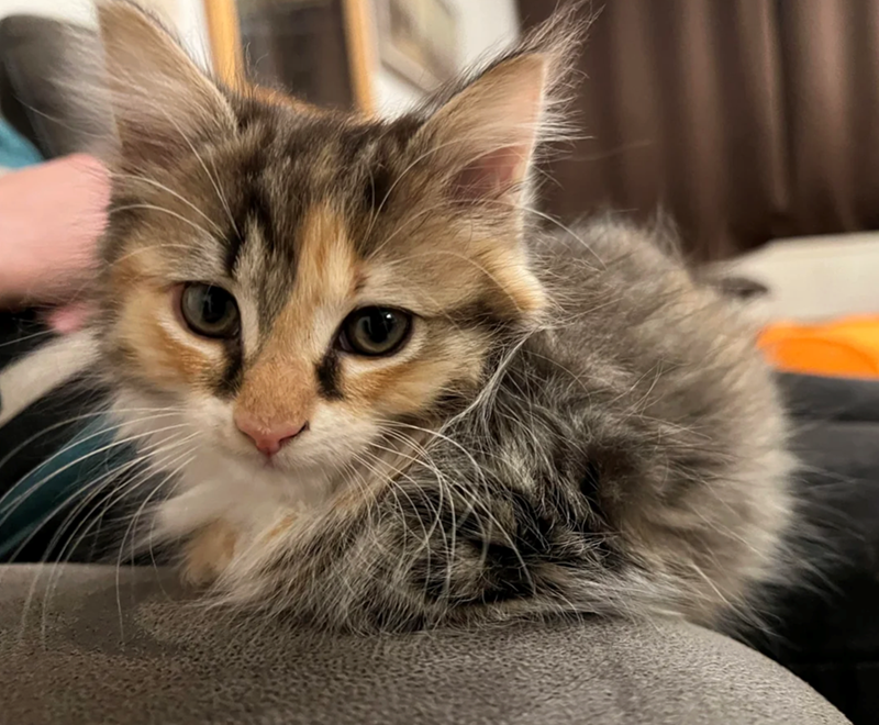 Cheezburger Image 10614590208