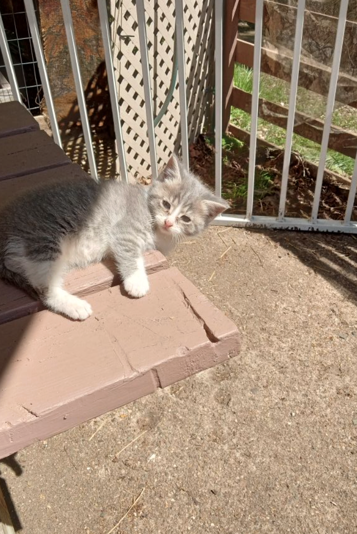 Cheezburger Image 10614590464