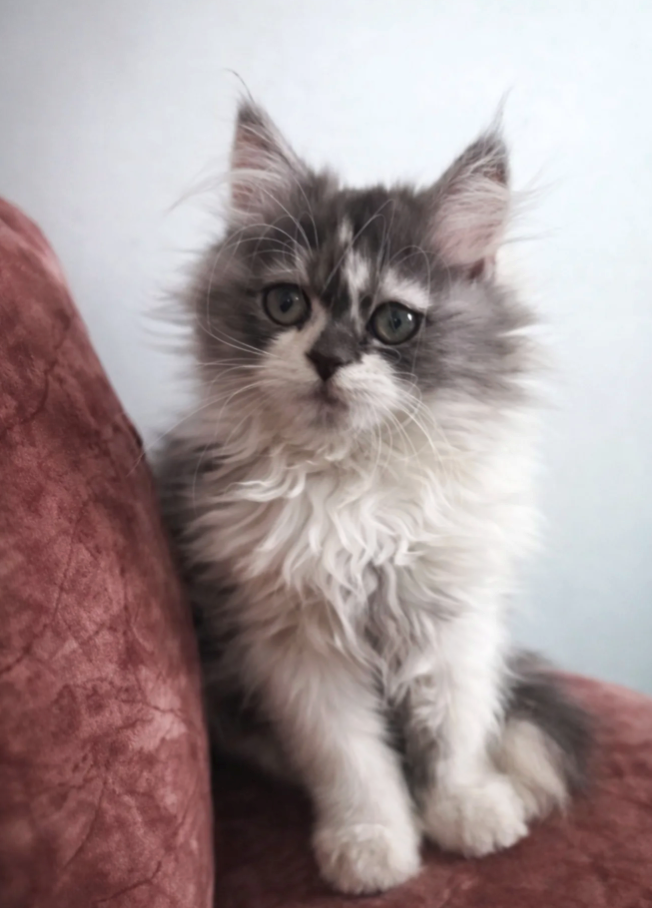 Cheezburger Image 10614590720