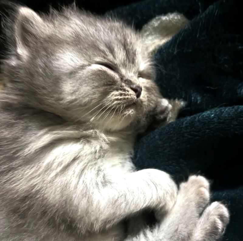 Cheezburger Image 10614591232