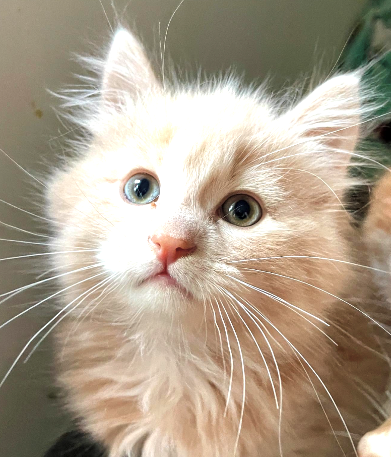 Cheezburger Image 10614591488