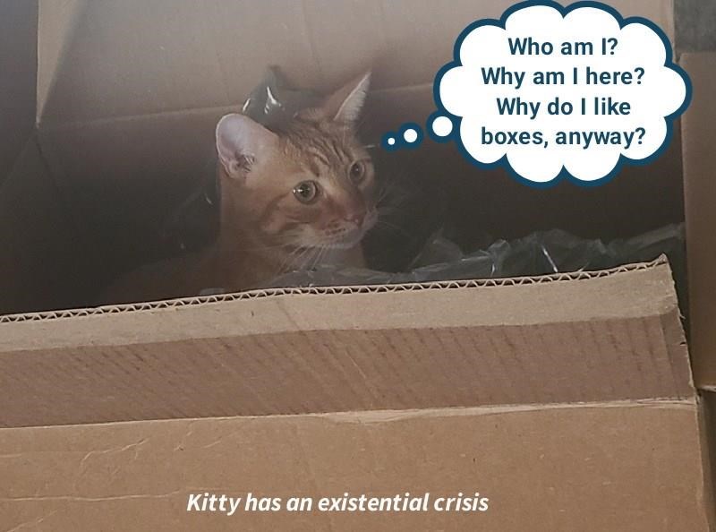 Cheezburger Image 10614592000