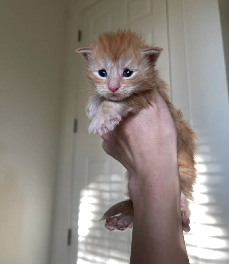 Cheezburger Image 10614592512