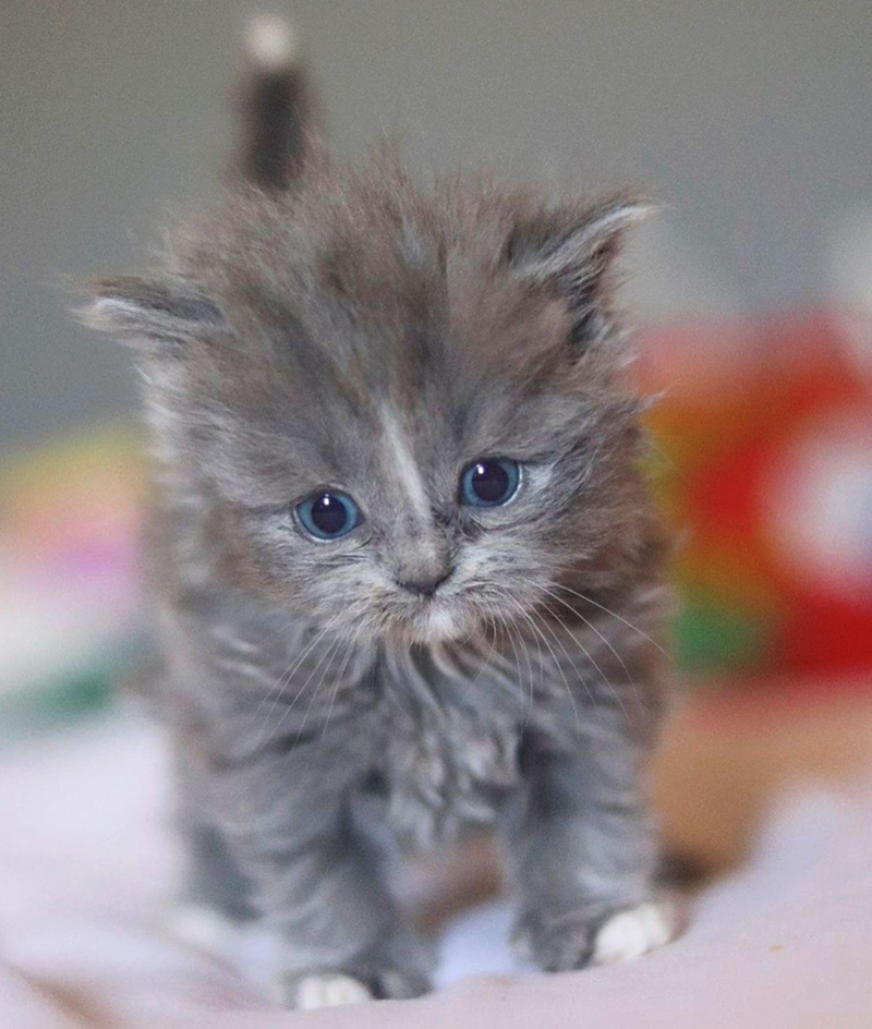 Cheezburger Image 10614593280