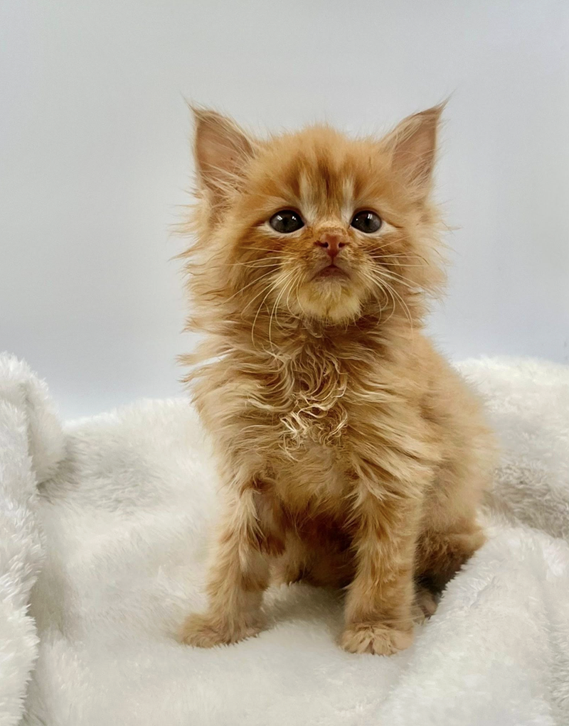 Cheezburger Image 10614593536