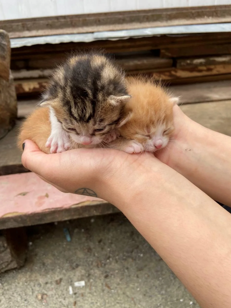 Cheezburger Image 10614594048