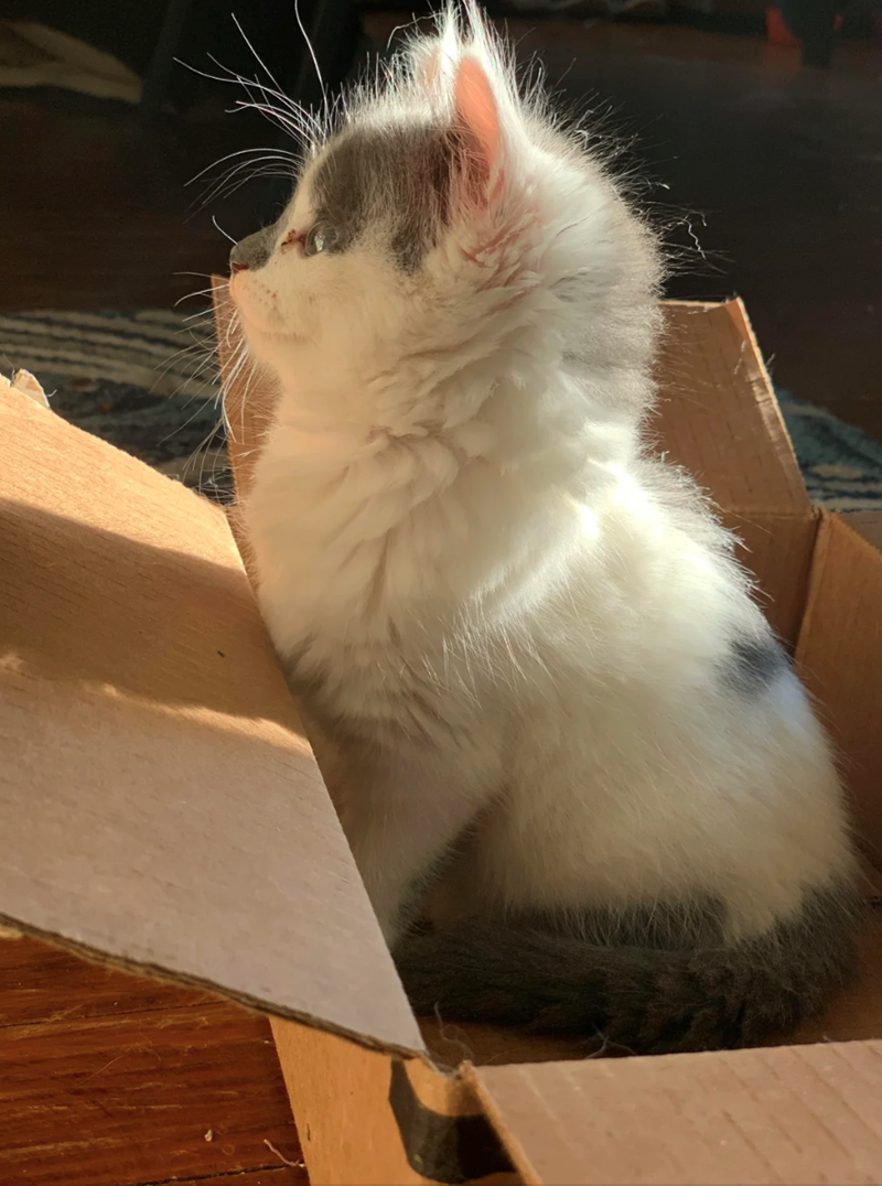 Cheezburger Image 10614594816