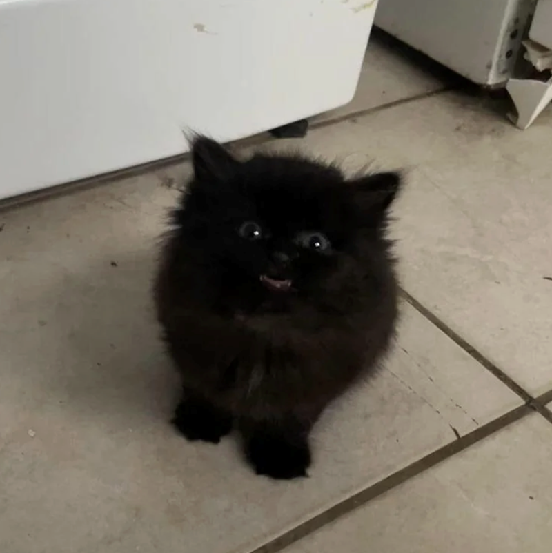 Cheezburger Image 10614595072